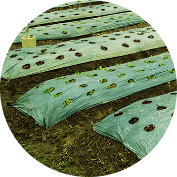 Mulch film